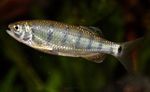 Barilius dogarsinghi Freshwater Fish  Photo