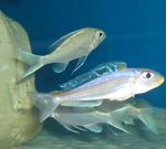 Bathyphilus Blue Yellow Isanga Freshwater Fish  Photo