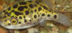 Leopardo Puffer Pesce D'acqua Dolce  foto