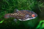 Red Eye Puffer Fish Freshwater Fish  Photo