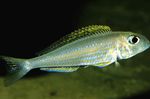Photo Aquarium Fish Yellow Sand Cichlid (Xenotilapia flavipinnis), Silver