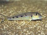 Xenotilapia ochrogenys Freshwater Fish  Photo
