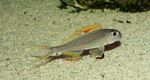 Photo Aquarium Fish Xenotilapia nigrolabiata, Silver
