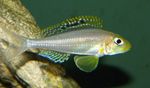 Xenotilapia papilio Freshwater Fish  Photo