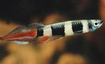 Pseudepiplatys annulatus Freshwater Fish  Photo
