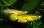Aplocheilus lineatus Freshwater Fish  Photo