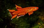 Aphyosemion Freshwater Fish  Photo