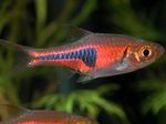 Photo Aquarium Fish Espe's Rasbora (Rasbora espei), Red