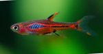 Rasbora brigittae Freshwater Fish  Photo