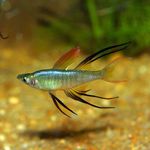 Filigran-Regenbogenfisch  Foto und kümmern