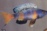 Photo Aquarium Fish Sardine Cichlid (Cyprichromis), Motley