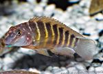 Striped Goby Cichlid  Photo and care