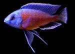 Photo Aquarium Fish Red Finned Borleyi (Haplochromis borleyi), Motley
