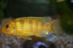 Photo Aquarium Fish Pseudotropheus lombardoi, Yellow