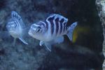 Photo Aquarium Fish Pseudotropheus lombardoi, Striped