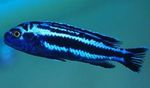 Photo Aquarium Fish Maingano Cichlid (Melanochromis cyaneorhabdos maingano), Striped
