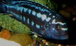 foto Pesci d'Acquario Ciclidi Johanni (Melanochromis johanni), Blu
