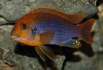 Photo Aquarium Fish Rusty Cichlid (Iodotropheus sprengerae), Motley