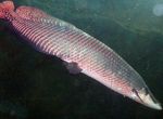 Photo Aquarium Fish Pirarucu (Arapaima gigas), Silver