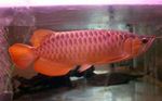 Bonytongue Asiatico, Malese Osseo-Lingua Pesce D'acqua Dolce  foto