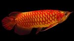 Super red arowana Freshwater Fish  Photo