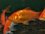 Goldfish  fotografija in nega