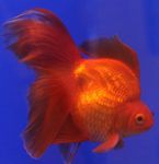Photo Goldfish (Carassius auratus), Red