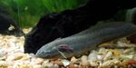 East african lungfish Freshwater Fish  Photo