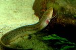 Photo Slender lungfish (Protopterus dolloi), Spotted