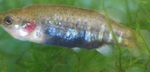 Allotoca Freshwater Fish  Photo