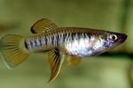 Photo Aquarium Fish Brachyrhaphis, Striped