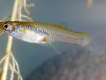 Gambusia Freshwater Fish  Photo