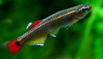 White Cloud Mountain Minnow Photo and care