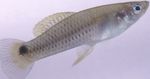 Photo Aquarium Fish Heterandria, Silver