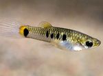 Photo Aquarium Fish Micropoecilia, Spotted