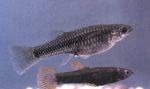 Photo Aquarium Fish Poeciliopsis, Silver