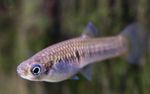 Scolichthys Freshwater Fish  Photo