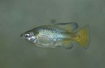 Skiffia Freshwater Fish  Photo