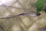 Mexican swordtail, Montezuma swordtail Freshwater Fish  Photo