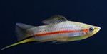 Yellow swordtail Freshwater Fish  Photo