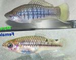 Cortez s Swordtail Freshwater Fish  Photo