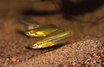 Pygmy swordtail Freshwater Fish  Photo