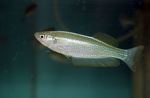 Lamprichthys Freshwater Fish  Photo
