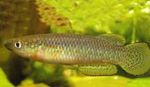 Photo Aquarium Fish Pachypanchax, Yellow