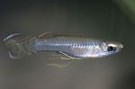 Photo Aquarium Fish Poropanchax, Silver