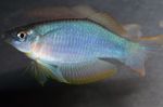 Procatopus Blu-Verde Pesce D'acqua Dolce  foto