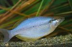 Photo Aquarium Fish Chilatherina, Silver