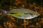 Foto Schwarz Gefleckte Regenbogenfisch (Glossolepis maculosus), Getupft