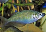 Wanam-Regenbogenfisch,  Flussfisch  Foto