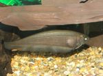 Photo African Knifefish (Xenomystus nigri), Brown